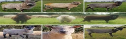 Sheep livestock for sale: Ewe Trio for Sale in Market Rasen - Advert 1