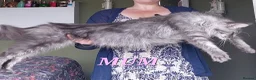 Maine Coon cats for sale: 🌟 Ready now 🌟 Russian Bloodline Maine Coons  - Advert 8