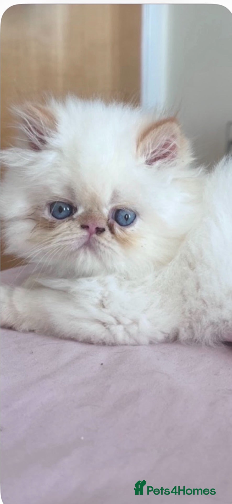 Persian cats Stunning pedigree Persians - Advert 2