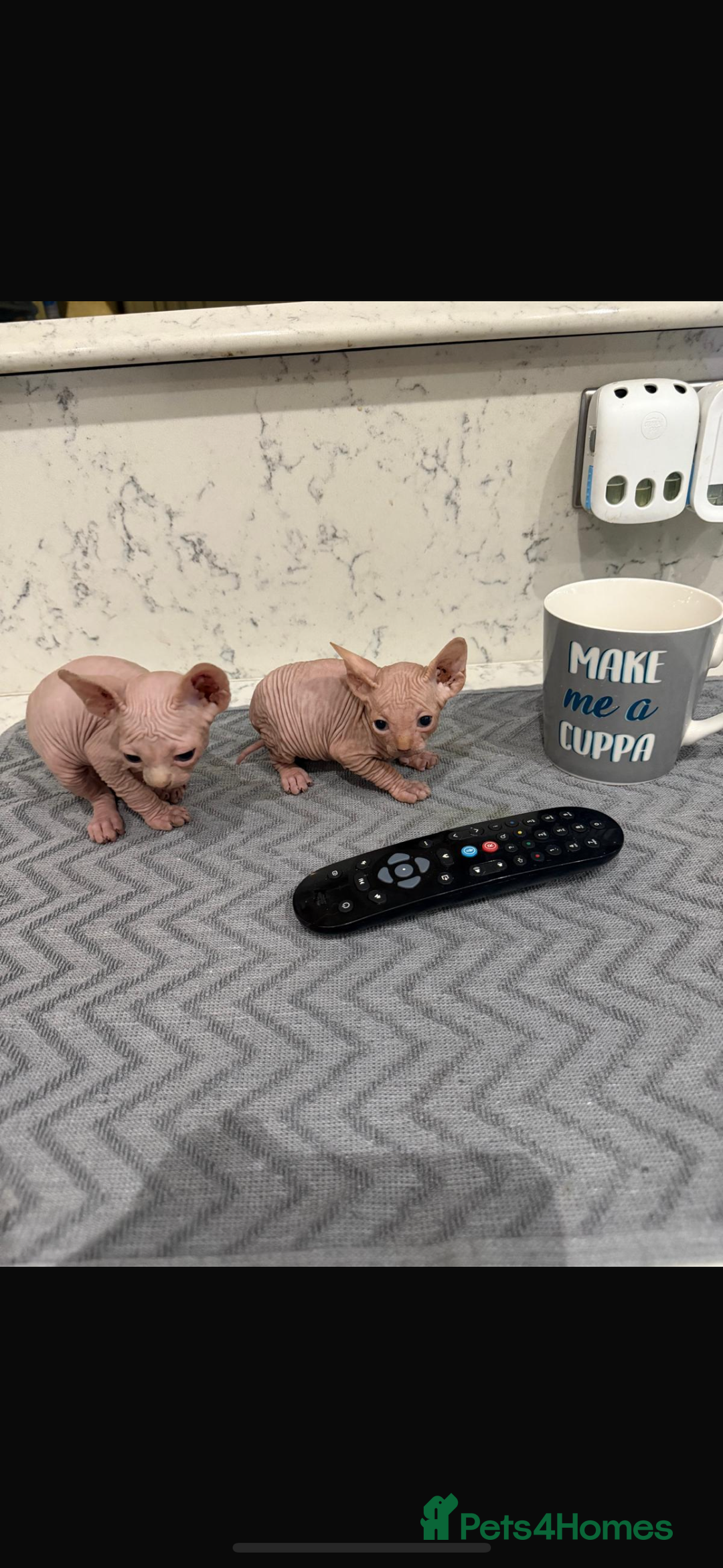 Sphynx cats for sale: Sphynx kittens for sale  - Image 1