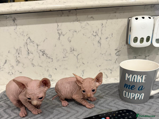 Sphynx cats - Advert 1