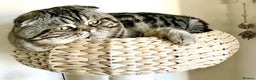 Scottish Fold cats for stud: Scottish Fold Male for Stud in Ilford - Advert 1
