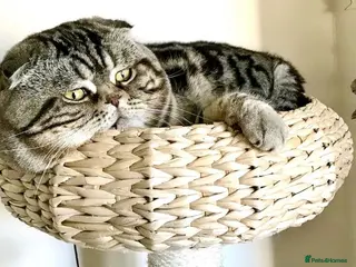 Scottish Fold cats Scottish Fold Male for Stud in Ilford - Advert 3