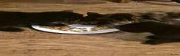 Mixed Breed cats for sale: Kittens looking for a home - Advert 10
