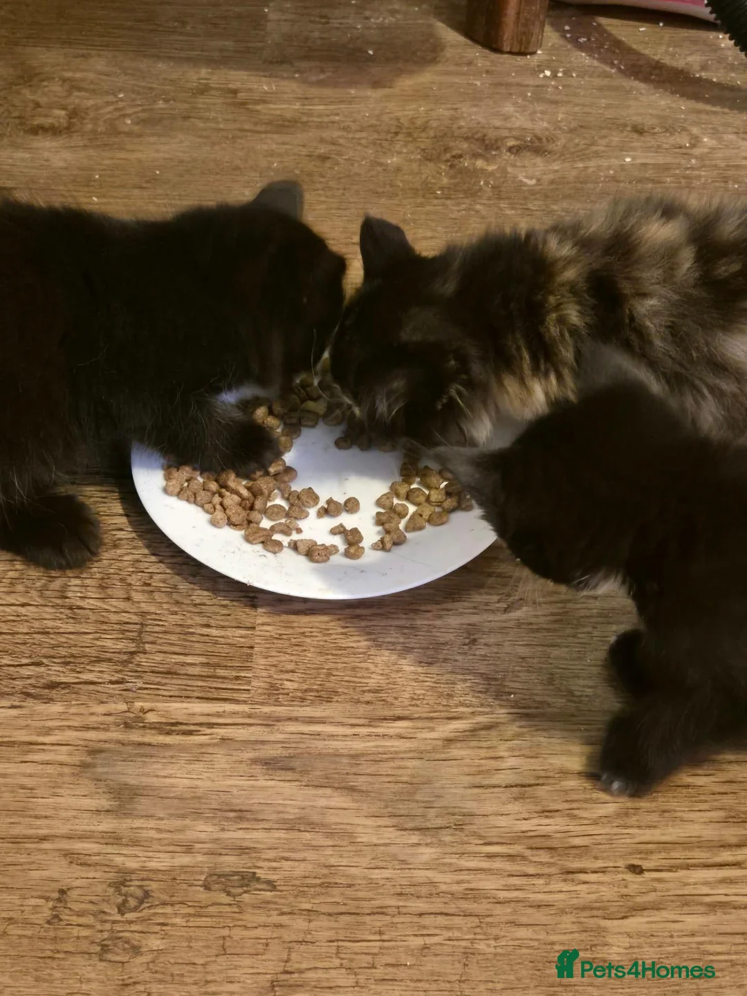 Mixed Breed cats for sale: Kittens looking for a home - Advert 10