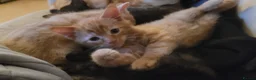 Mixed Breed cats for sale: Five Gorgeous Kittens Available! - Advert 33