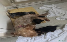 Mixed Breed dogs for sale: Minituar yorkie cross dashound puppies - Image 8