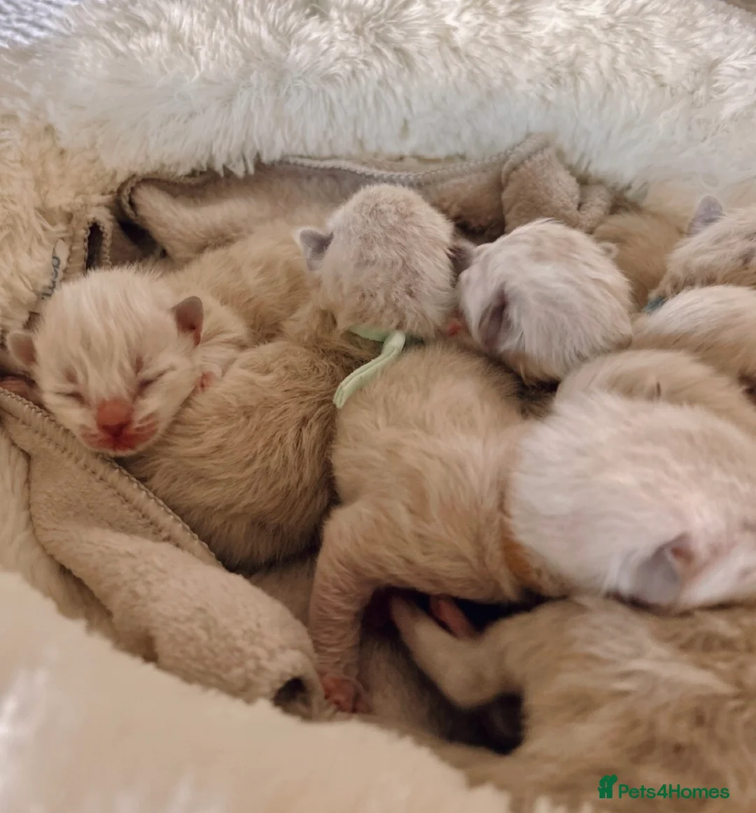 Ragdoll cats for sale: Ragdoll kittens  - Advert 1