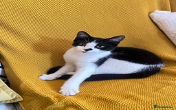 Mixed Breed cats for sale: Female cat Raiyah ( RiRi) - Image 1