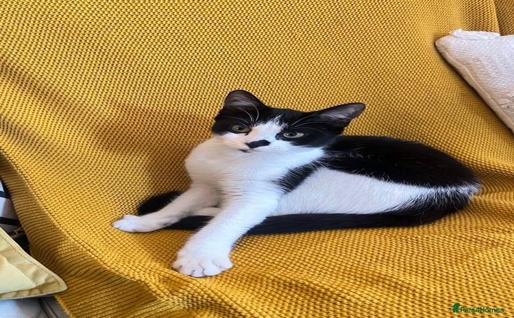 Mixed Breed cats - Advert 7