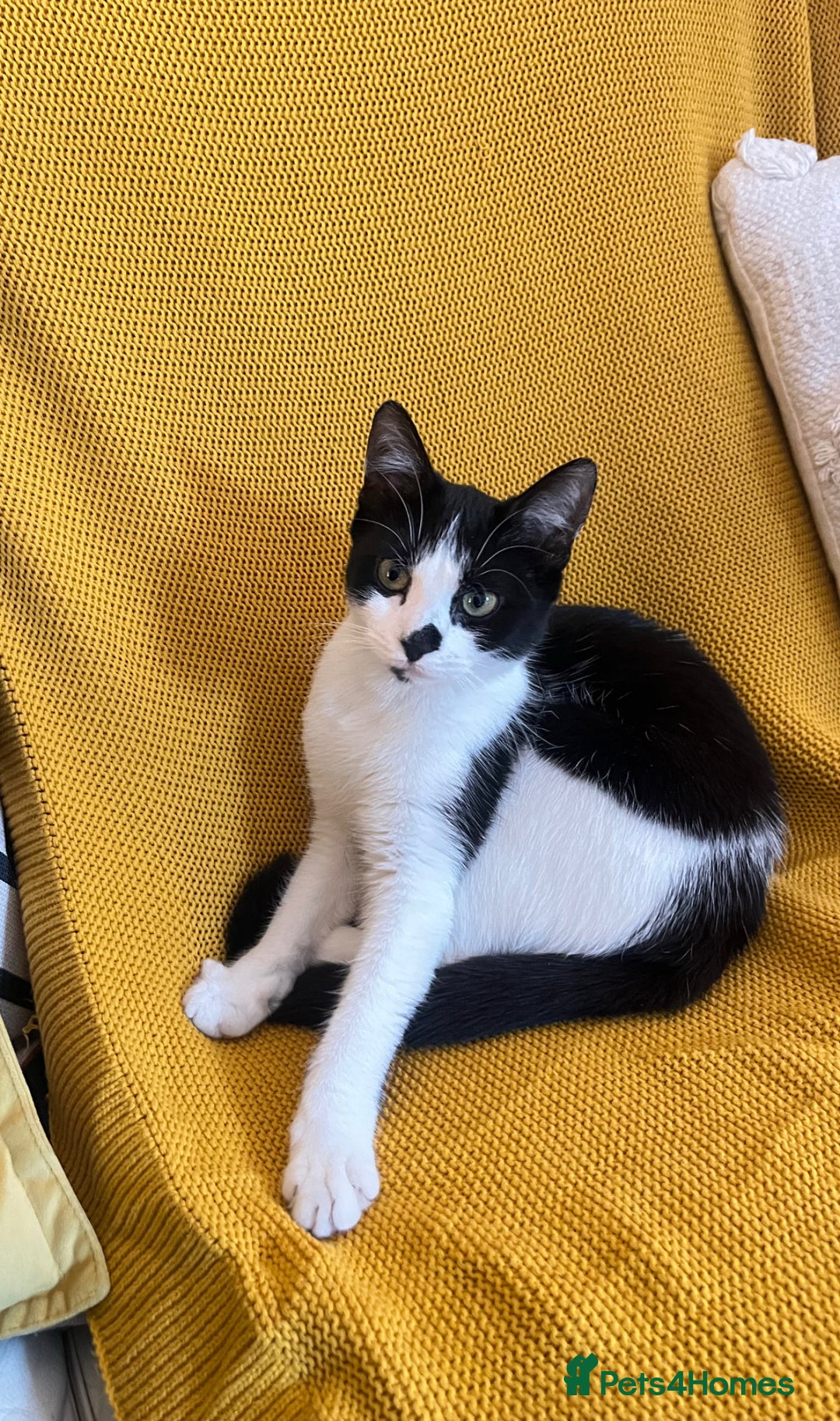 Mixed Breed cats for sale: Female cat Raiyah ( RiRi) - Image 1