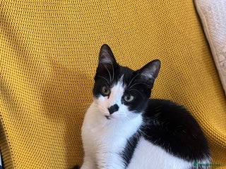 Mixed Breed cats - Advert 3