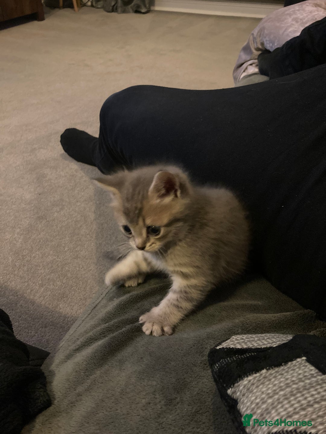 Scottish Fold cats for sale: Beautiful Scottish fold kittens - Image 31