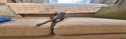 Italian Greyhound dogs for sale: Beautiful Italian Greyhound KC Puppy female  - Advert 6