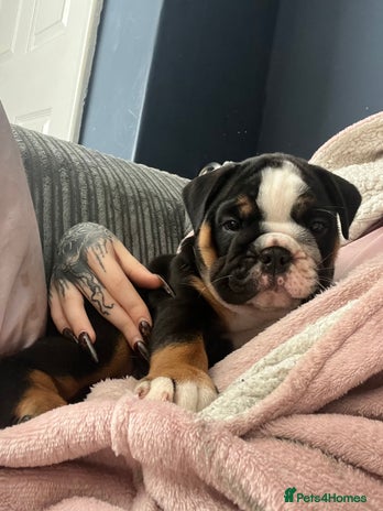 English Bulldog dogs - Advert 12