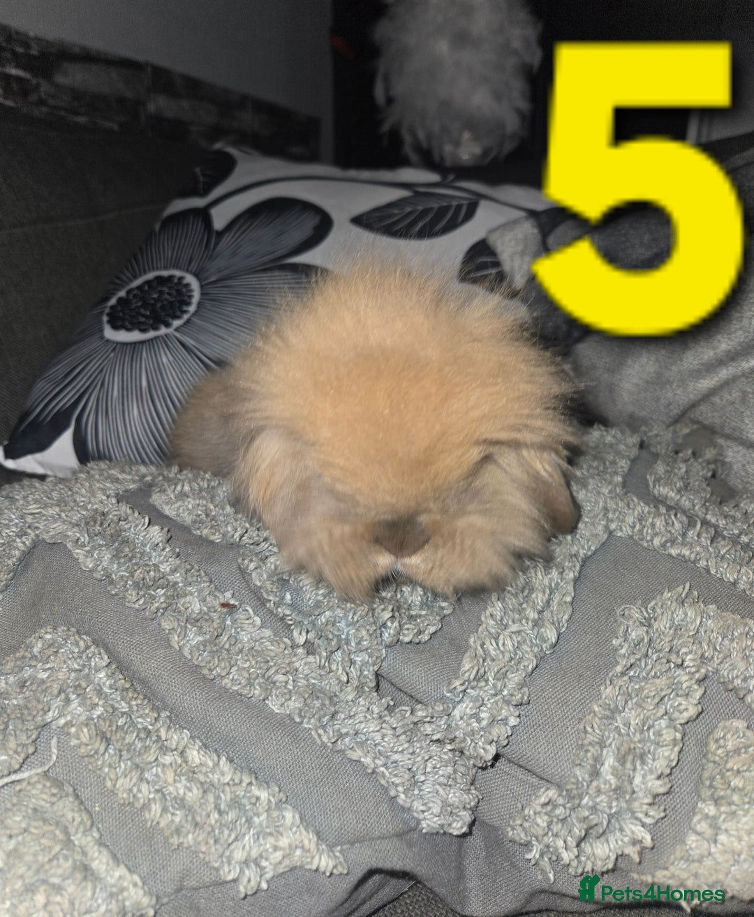 Mini Lion Lop rabbits for sale: Adorable mini lion lop babies mixed - Advert 13