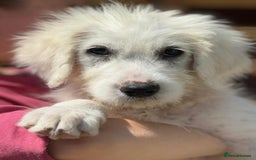 Mixed Breed dogs for adoption: Meet JOJO - a superb big girl, for a Loving Home - Image 20