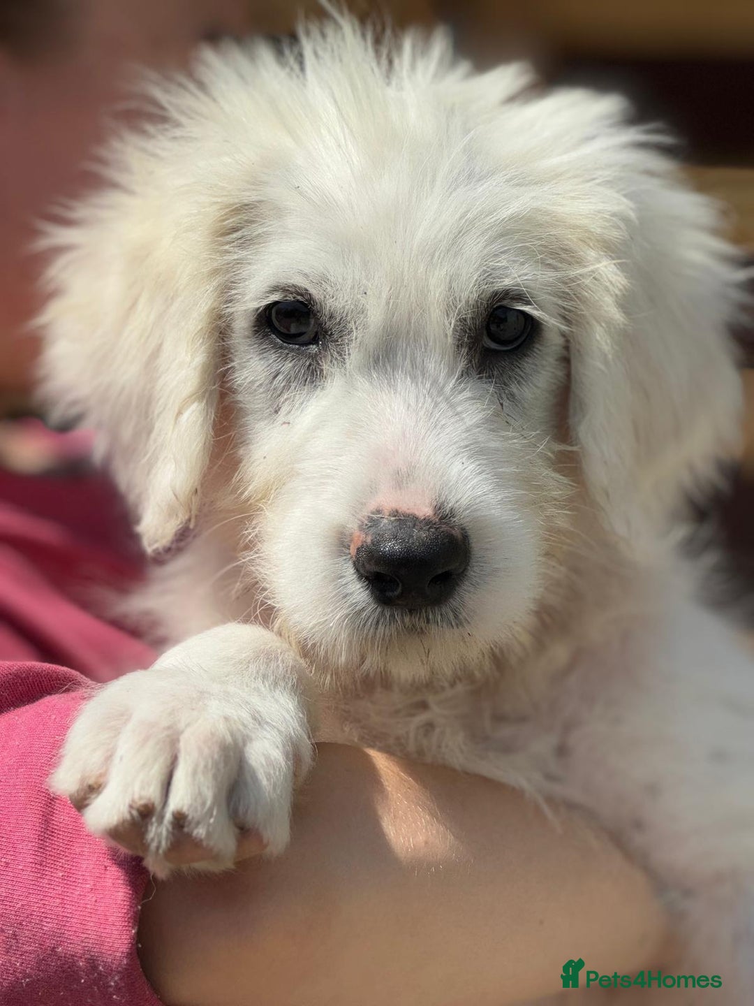 Mixed Breed dogs for adoption: Meet JOJO - a superb big girl, for a Loving Home - Image 20