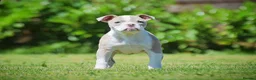 Old Tyme Bulldog dogs for sale: 23 YEARS, EXPERIENCE, 5 STAR RATED, LICENSED - Advert 7