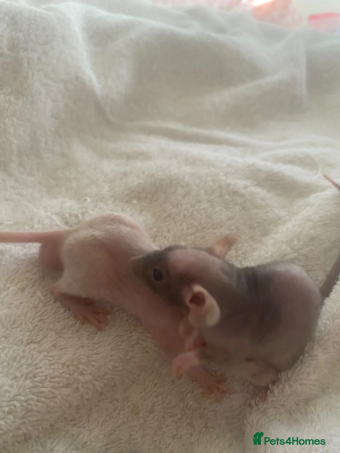 Rat rodents for sale: Dwarf rats - Advert 9