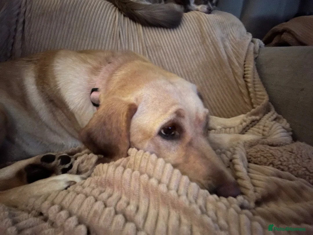 Labrador Retriever dogs for sale: Adorable Labrador Eva  - Advert 3