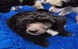 Toy Poodle dogs for stud: Tri Coloured Toy and Miniature studs in Northallerton - Image 21