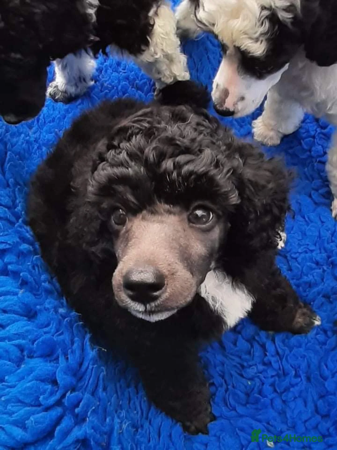 Toy Poodle dogs for stud: Tri Coloured Toy and Miniature studs in Northallerton - Advert 21