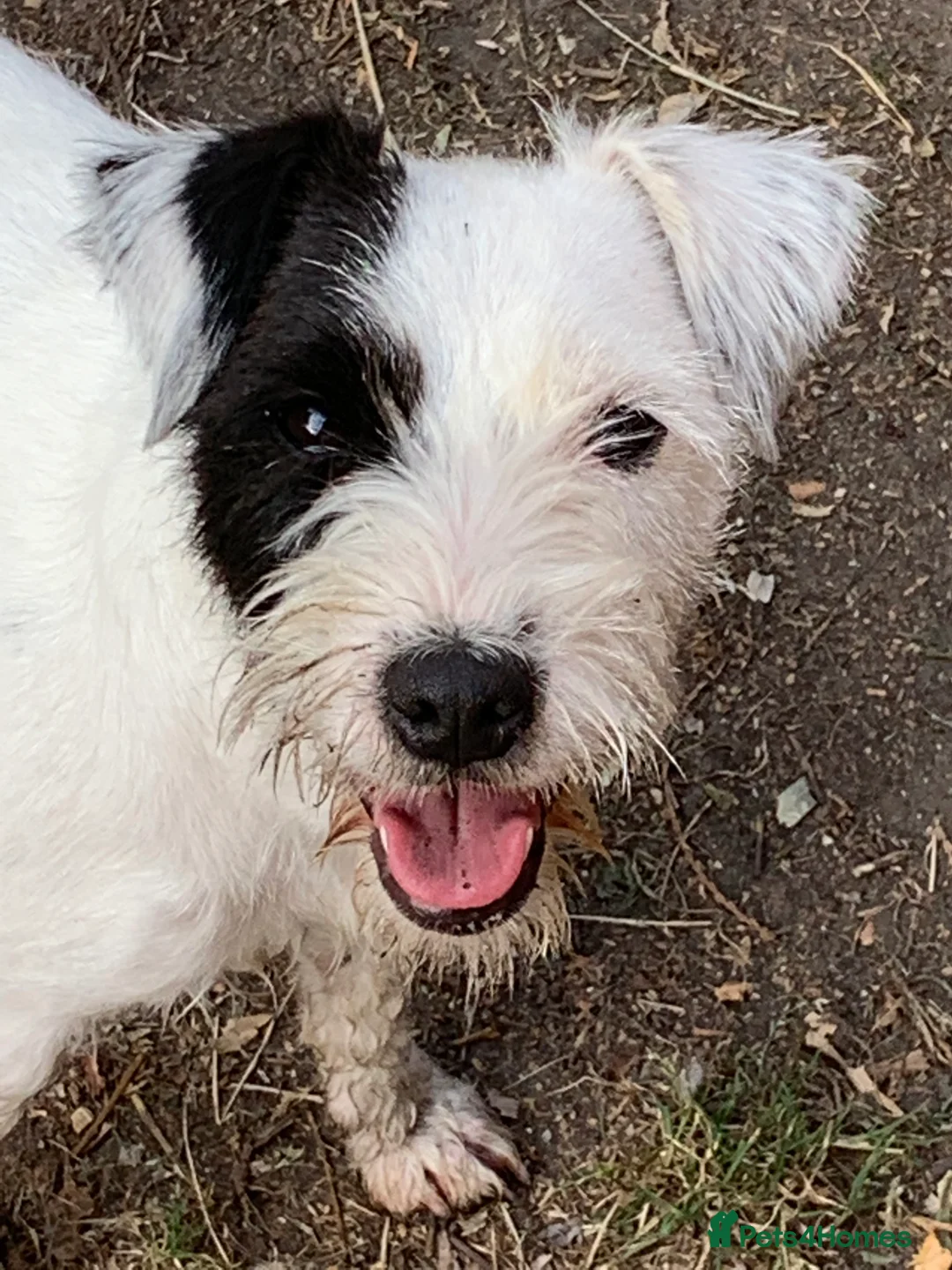 Parson Russell dogs for sale: Parson Russell Puppies - Advert 5