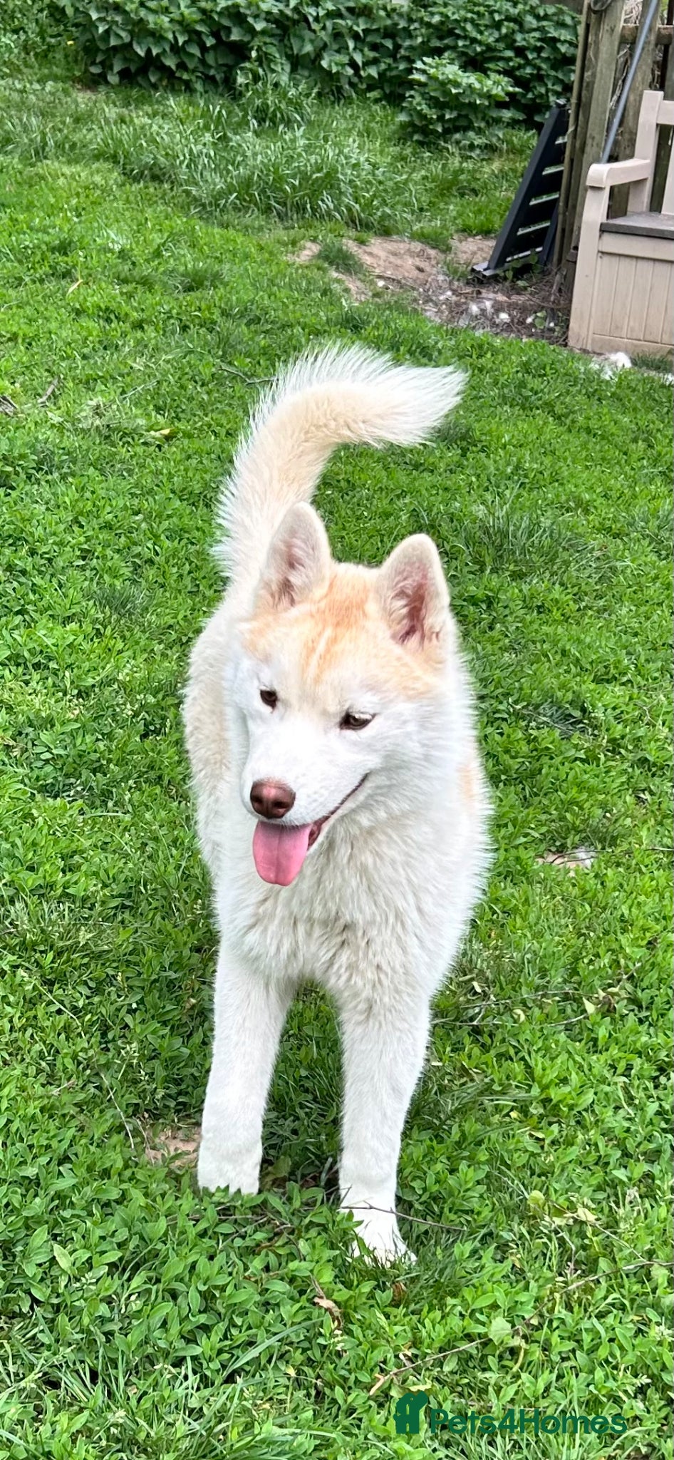 Siberian Husky dogs for sale: Kc Siberian Husky Girls  - Advert 1