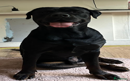 Bandog dogs for sale: 🐾 🌟 Premium multigen Bandogge Puppies🌟🐾 - Image 25
