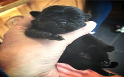 Pug dogs for stud: KC reg silver pug for stud  in Wolverhampton - Image 9