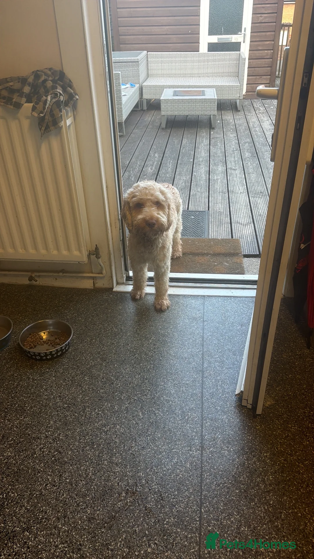 Australian Labradoodle dogs for sale: Teddy  - Advert 2