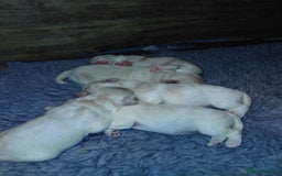 Maltipoo dogs for sale: F1 tiny adorable maltipoo  - Image 4