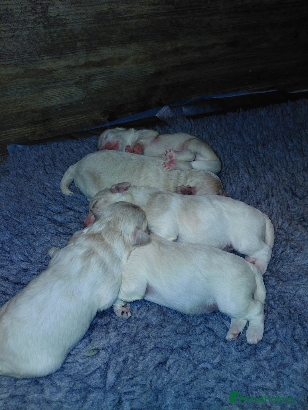 Maltipoo dogs for sale: F1 tiny adorable maltipoo  - Image 4