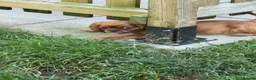 Cavalier King Charles Spaniel dogs for sale: KC REG FULLY VACCINATED RUBY CAVS READY NOW  - Advert 11