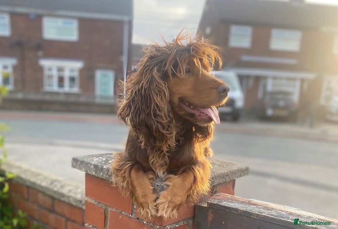 Cocker Spaniel dogs for sale: Cocker spaniel puppies for sale  - Image 7