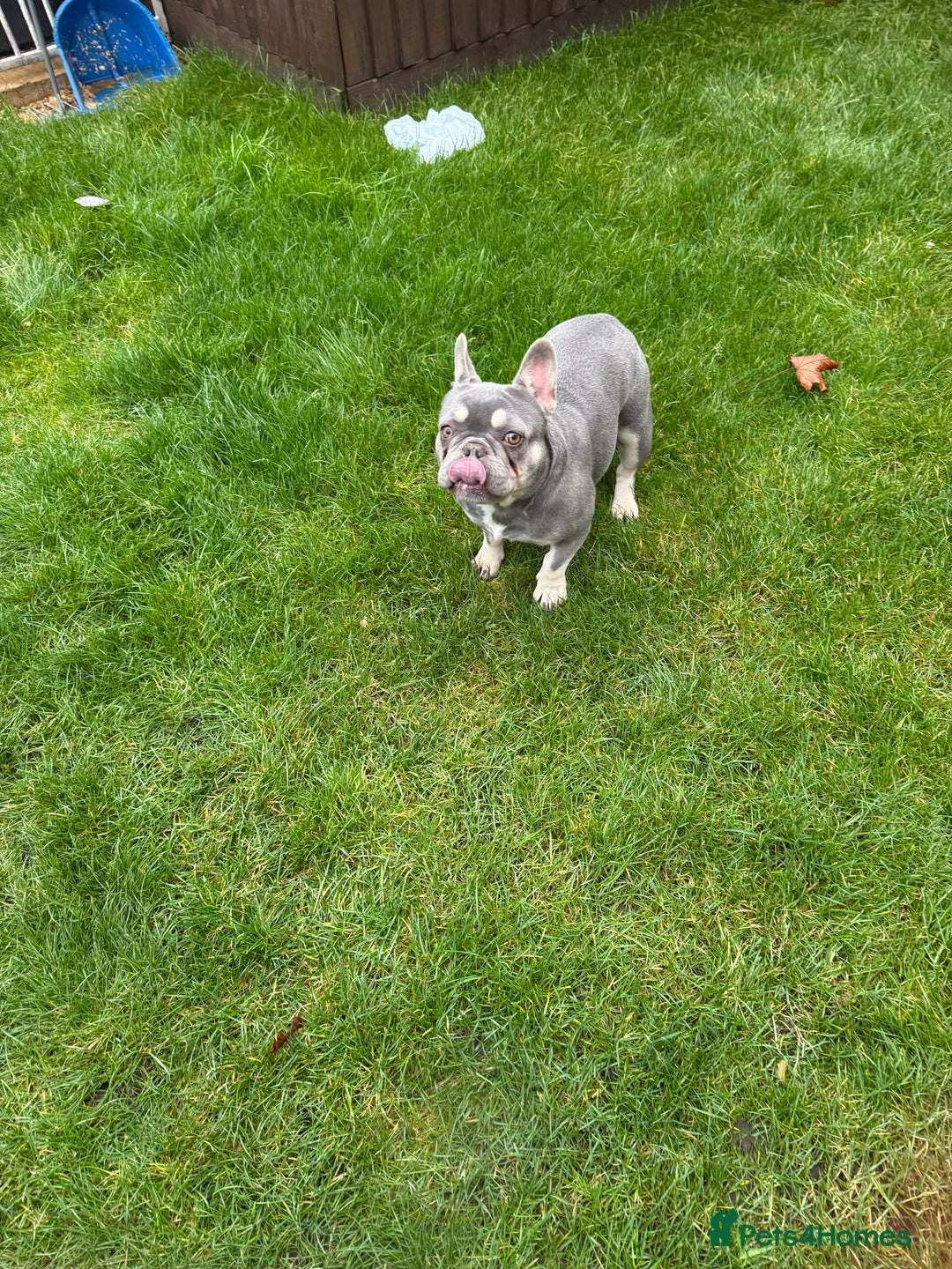 French Bulldog dogs for sale: FRENCH BULLDOGS  - Advert 4