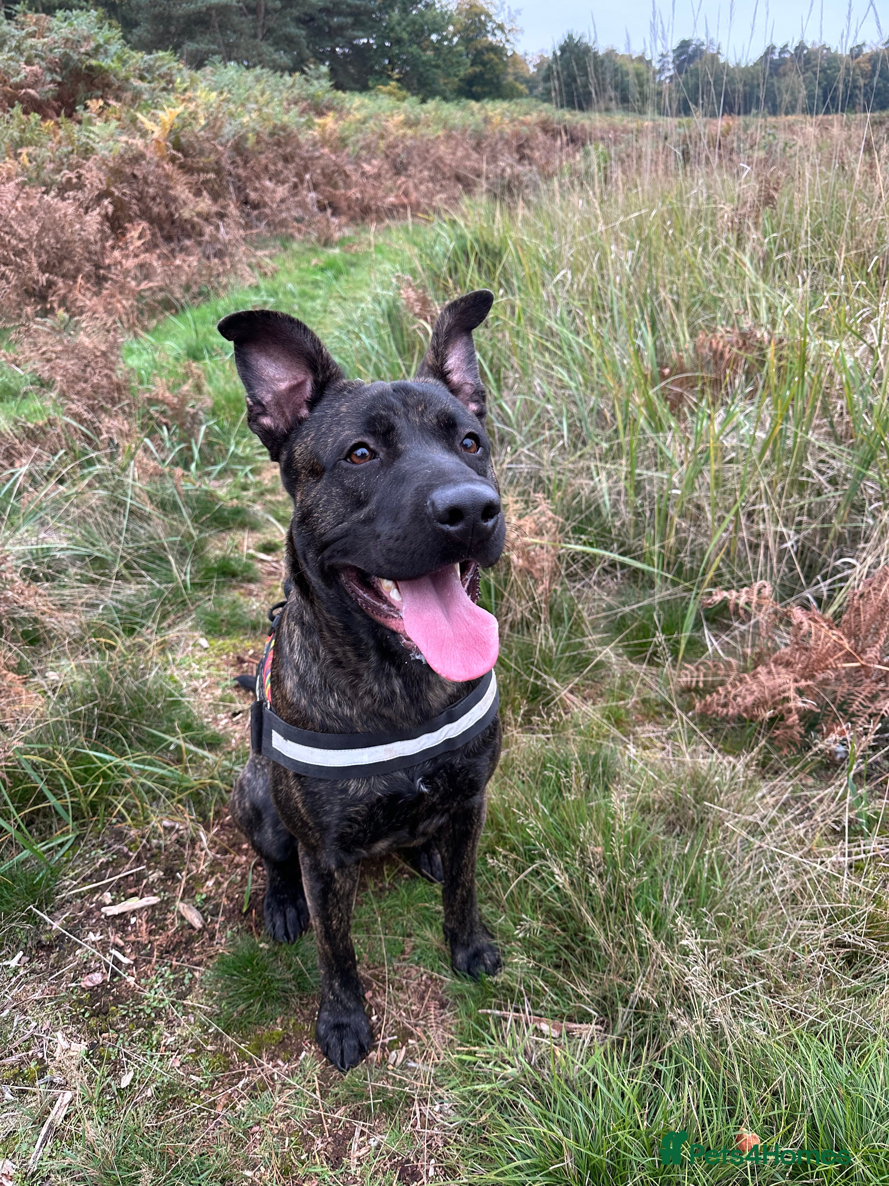 Mixed Breed dogs Belgian malinois x presa canario boy - Advert 2