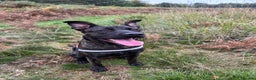 Mixed Breed dogs for sale: Belgian malinois x presa canario boy - Advert 1