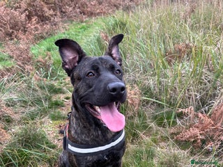 Mixed Breed dogs Belgian malinois x presa canario boy - Advert 2