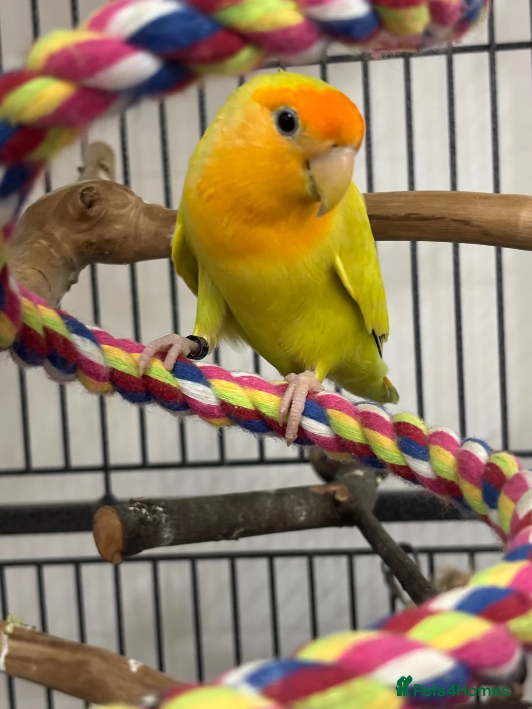 Lovebirds birds for sale: Semi tame Rosy-Faced Lovebird in Stoke-on-Trent - Advert 2