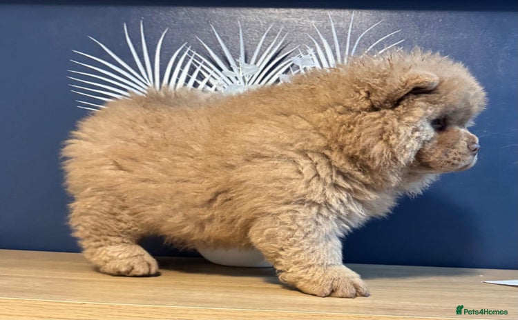 Chow Chow dogs - Advert 6