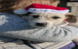 Mixed Breed dogs for adoption: Pumpkin for adoption - Advert 5