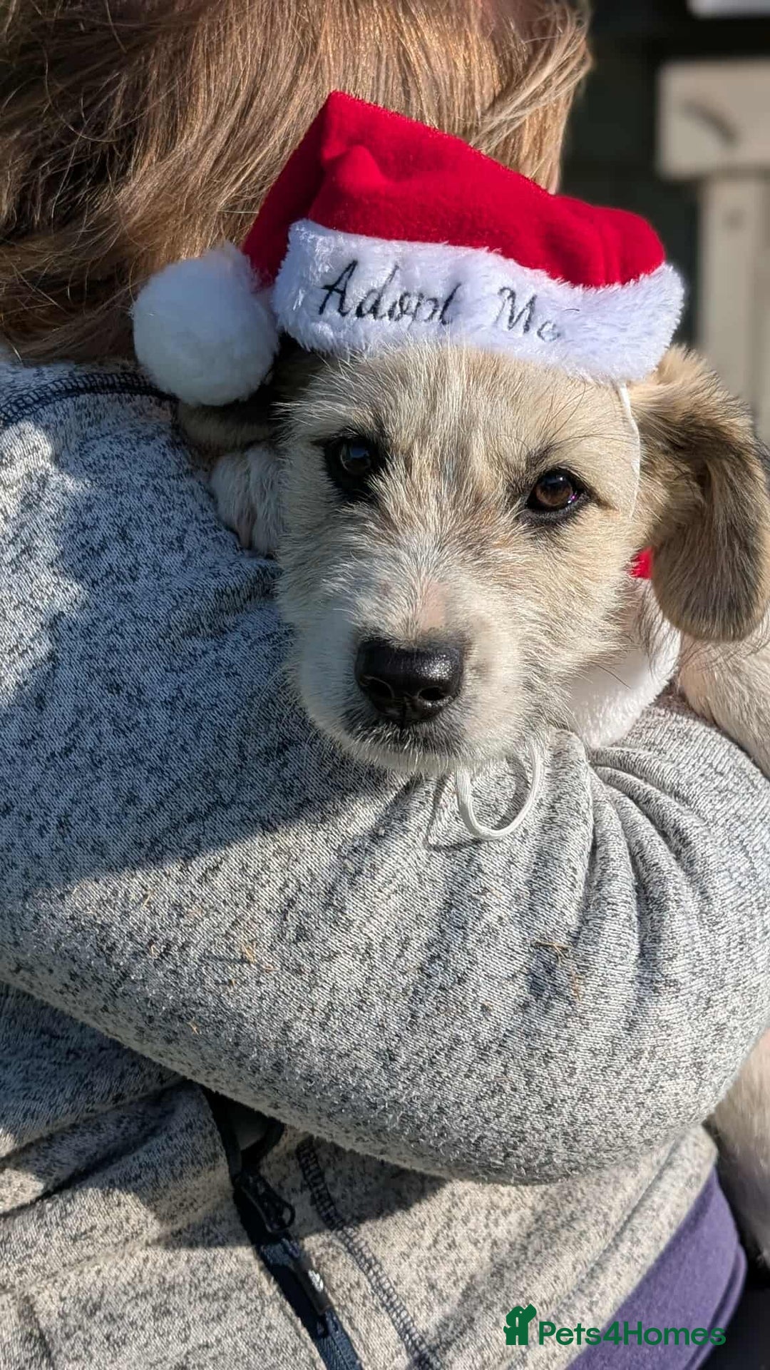 Mixed Breed dogs for adoption: Pumpkin for adoption - Advert 5