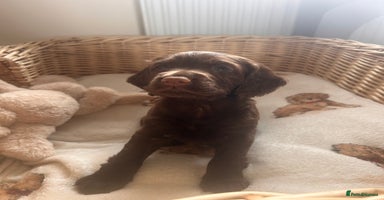 Cocker Spaniel dogs - Advert 8