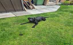 Springador dogs for sale: Labrador  - Image 8
