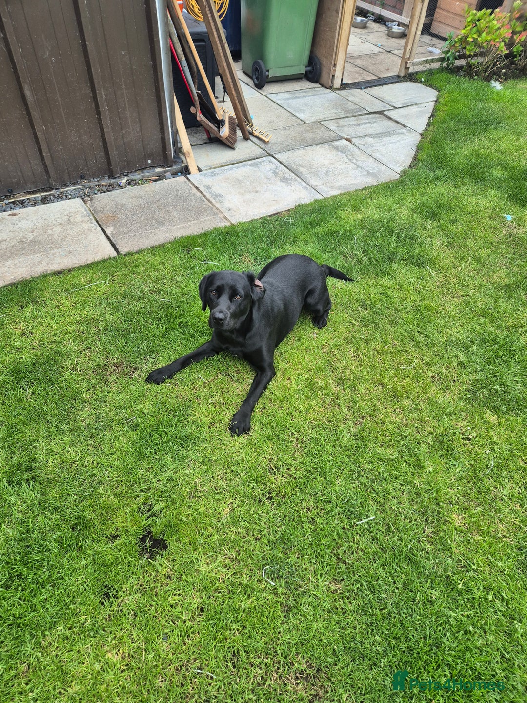 Springador dogs for sale: Labrador  - Image 8