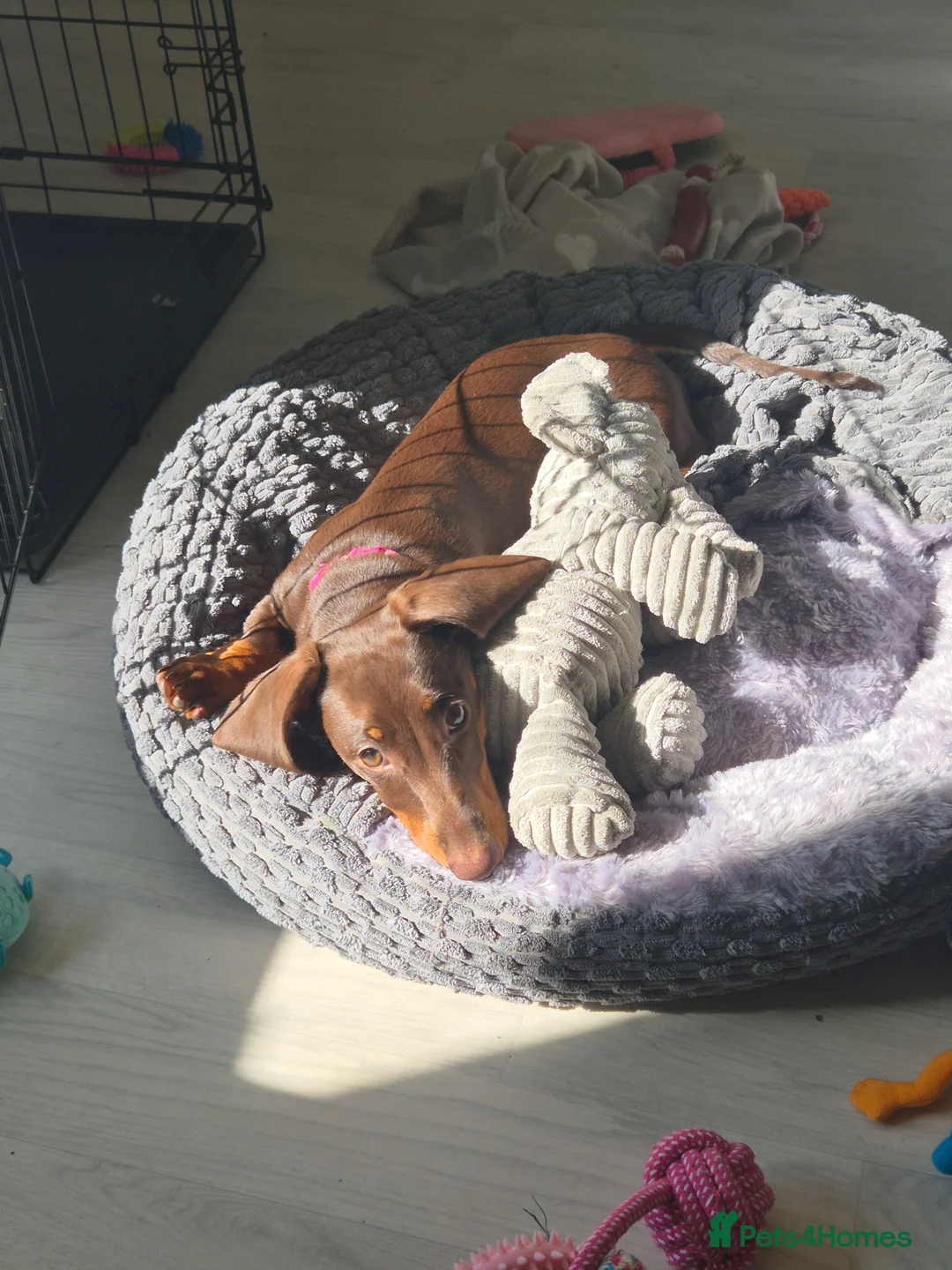 Miniature Dachshund dogs for sale: 8 month Female Miniature Dachshund - Advert 2