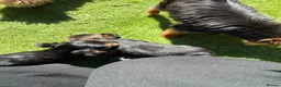 Yorkshire Terrier dogs for sale: Kc Yorkshire Terrier puppy’s  - Advert 4
