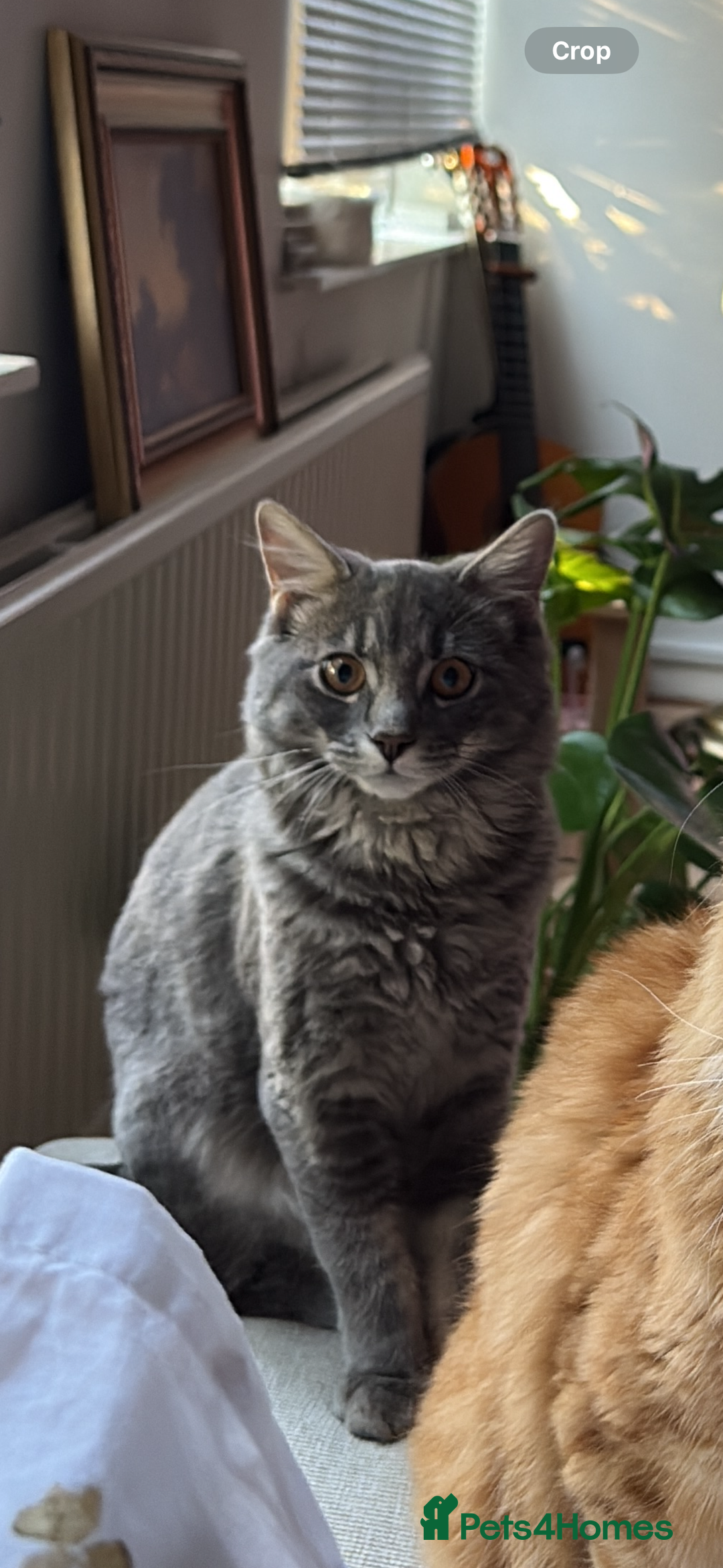 Siberian cats for sale: Siberian forest kitten - 11 months old - Advert 1